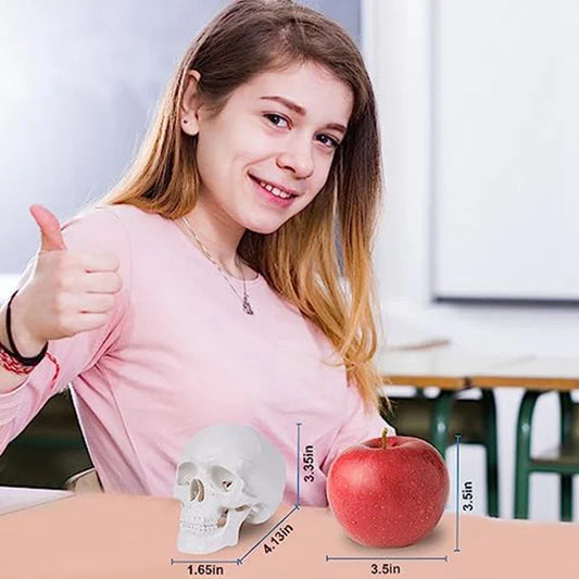 Mini Human Skull Model – 3 Parts Anatomical Skull with Removable Skull Cap & Articulated Mandible